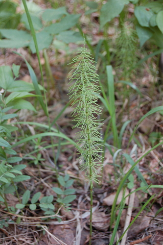 Equisetum pratense iNat (2)