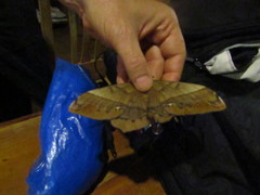 Arsenura ciocolatina