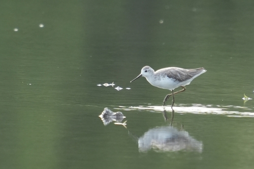 iNaturalist image