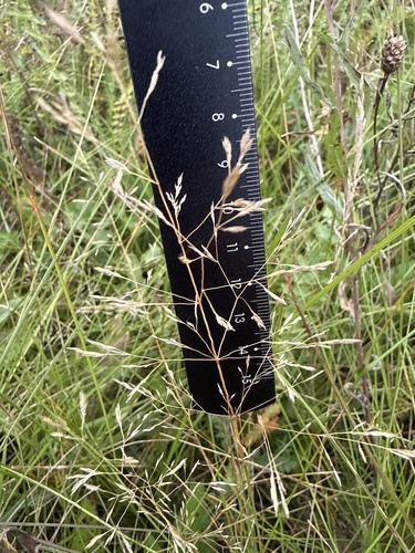 Agrostis capillaris, photograph 4