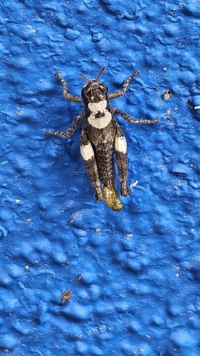 Common Maquis Grasshopper