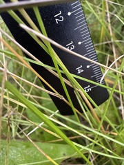 (c) Stanislav Murashkin, some rights reserved (CC BY) Agrostis capillaris, photograph (c) Stanislav Murashkin, some rights reserved (CC BY)
