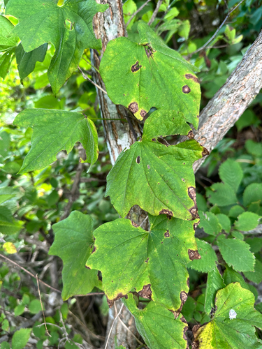 Dioscorea nipponica, photograph 2