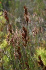 Thamnochortus lucens