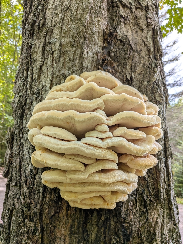 Northern Tooth · September 2026 · photo: Photo: (c) Mustapha, some rights reserved (CC BY) · iNaturalist