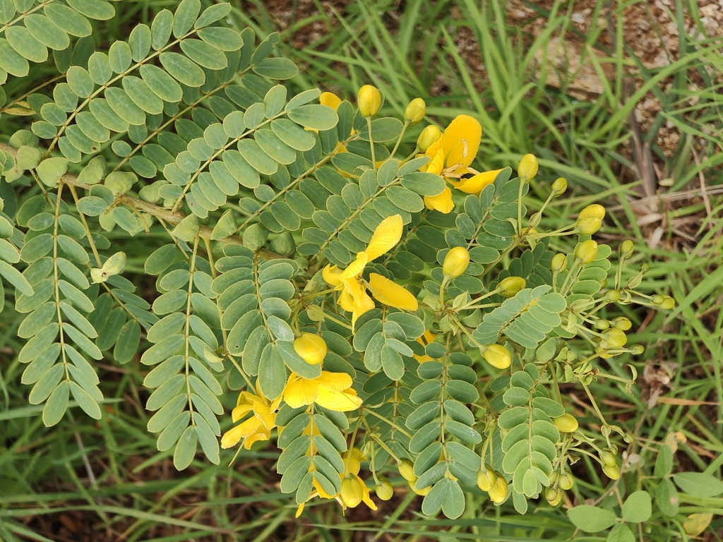 Senna auriculata; photograph (c) P Jeganathan, some rights reserved (CC BY)
