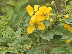 (c) P Jeganathan, some rights reserved (CC BY) Senna auriculata, photograph (c) P Jeganathan, some rights reserved (CC BY)
