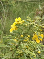 Senna auriculata, photograph (c) P Jeganathan, some rights reserved (CC BY)