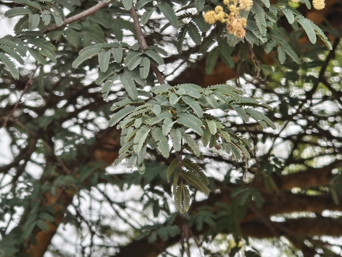 Vachellia leucophloea, photograph 3