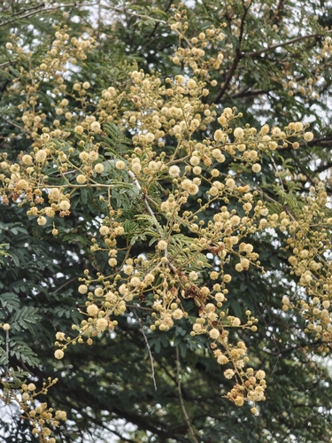 Vachellia leucophloea, photograph 4