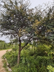 Vachellia leucophloea, photograph (c) P Jeganathan, some rights reserved (CC BY)