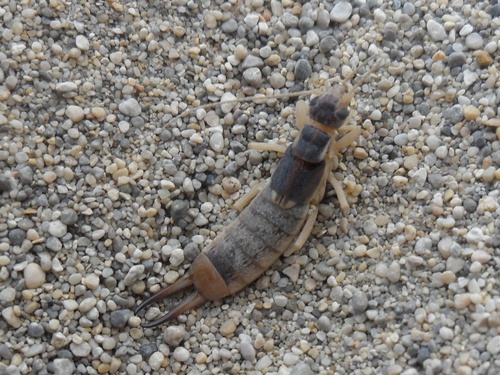 Obalna uholaža (Labidura riparia)