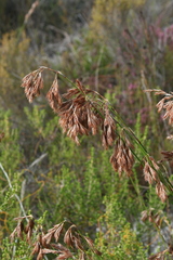 Thamnochortus lucens