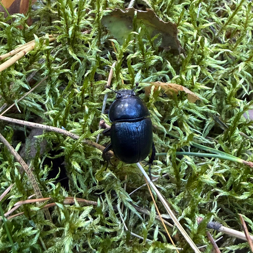 Woodland Dor Beetle