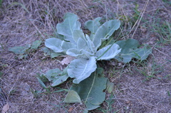 Verbascum pulverulentum, photograph (c) Nico Hernandez, some rights reserved (CC BY)