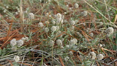 Calocephalus lacteus