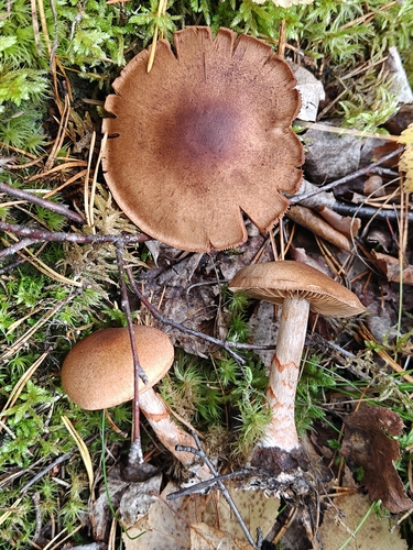 red-banded webcap