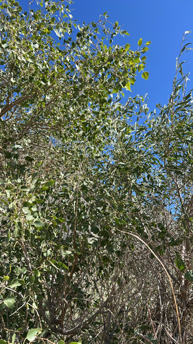 Populus euphratica observed 2026-08-27