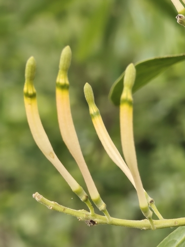 Dendrophthoe falcata