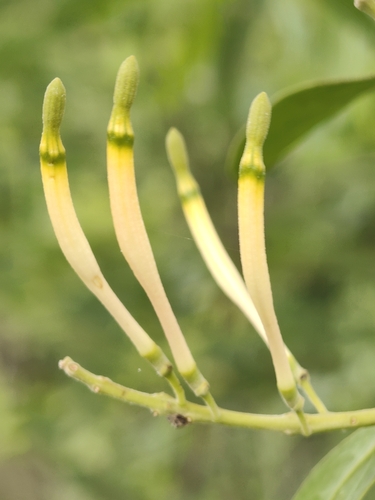Dendrophthoe falcata, photograph 2
