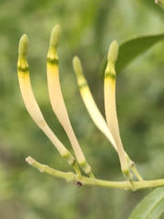 Dendrophthoe falcata, photograph (c) P Jeganathan, some rights reserved (CC BY)