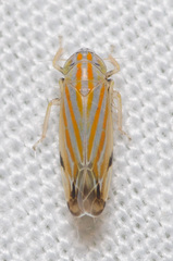 Deltanus texanus