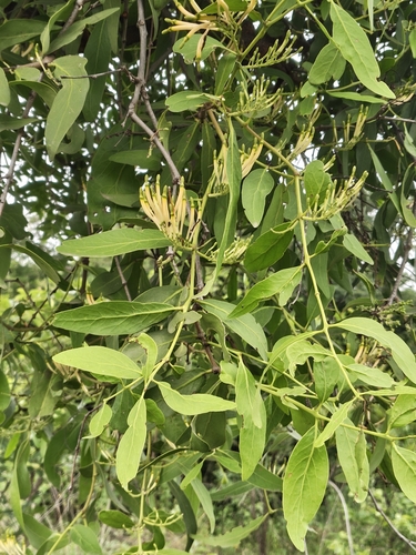 Dendrophthoe falcata, photograph 3