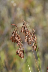 Thamnochortus lucens