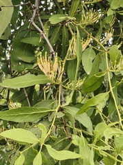 Dendrophthoe falcata, photograph (c) P Jeganathan, some rights reserved (CC BY)