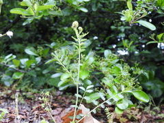 Tanacetum corymbosum