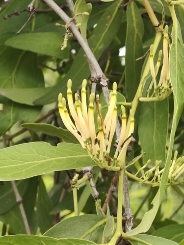 Dendrophthoe falcata, photograph 5