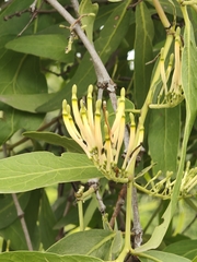 Dendrophthoe falcata, photograph (c) P Jeganathan, some rights reserved (CC BY)