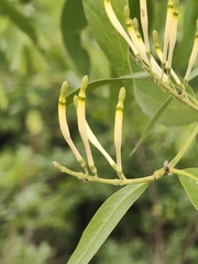 Dendrophthoe falcata, photograph (c) P Jeganathan, some rights reserved (CC BY)