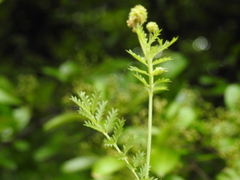 Tanacetum corymbosum