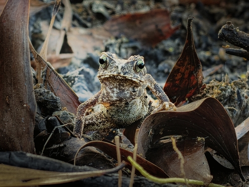 Ingerophrynus philippinicus observed 2026-08-26
