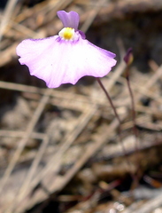 Utricularia uniflora