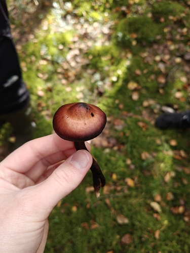 Cortinarius brunneus, 2026-09-02