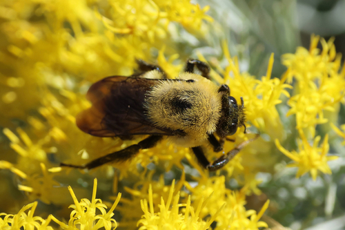 Brown-belted Bumble Bee