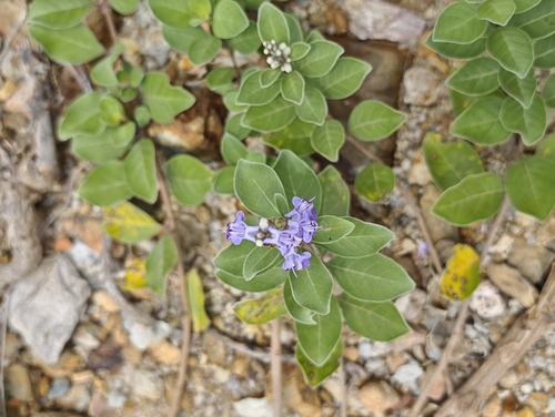 Beach Vitex