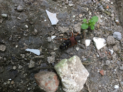 Staphylinus dimidiaticornis