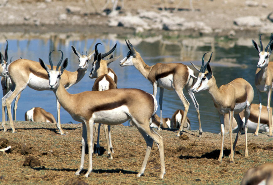 Springboks