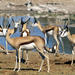 Springboks - Photo (c) roy pilcher, some rights reserved (CC BY-NC), uploaded by roy pilcher