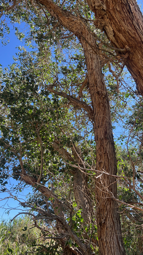 Populus euphratica observed 2026-08-28