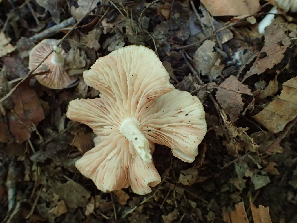 Wood Pinkgill · September 2026 · photo: Photo: no rights reserved · iNaturalist