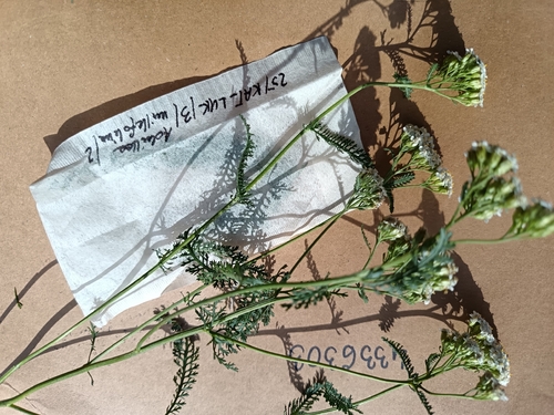 common yarrow