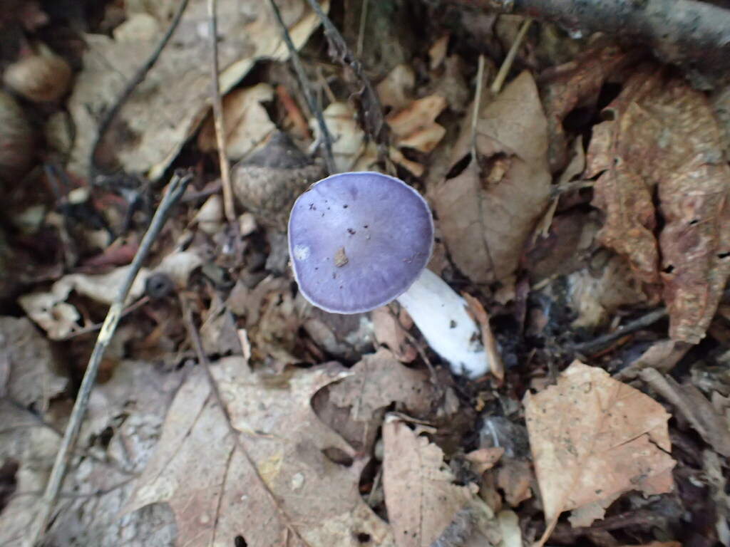 Viscid Violet Cort · September 2026 · photo: Photo: no rights reserved · iNaturalist