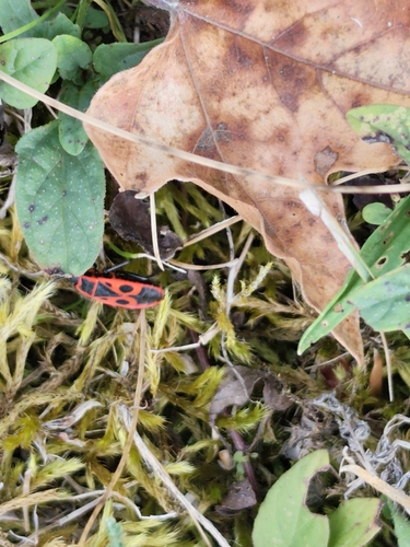 European Firebug