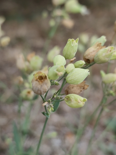 bladder campion