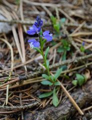 Polygala amara