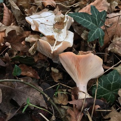 Leucopaxillus rhodoleucus